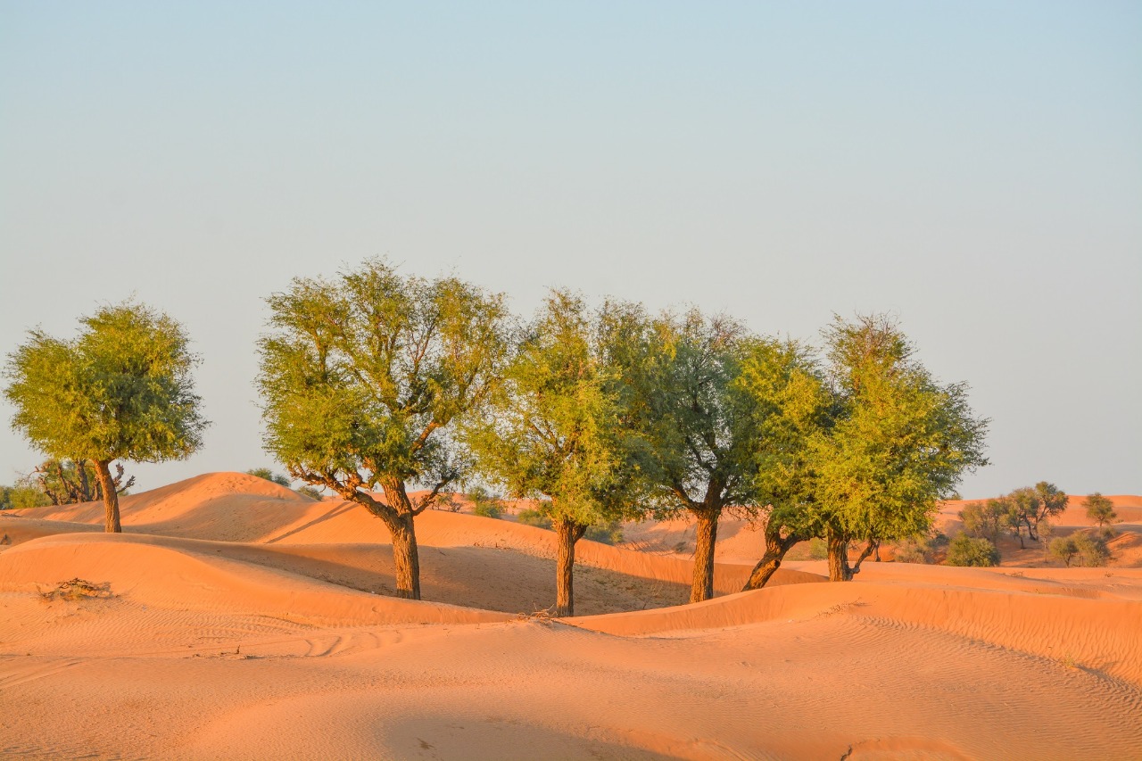 إنتاج وزراعة أشجار الغاف الخليجي